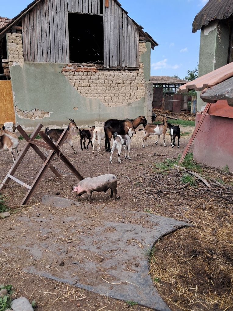 Țap și iezi de vanzare