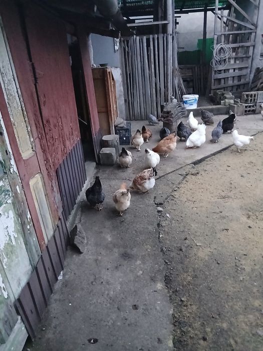 Pasari si pui de casa