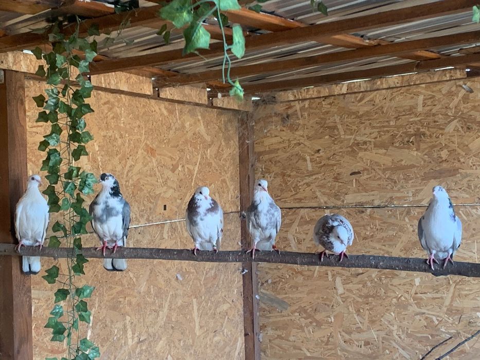 Vând voiajori și sucători