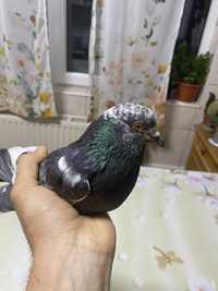 Porumbel tippler pakistanez schimb cu canar mascul