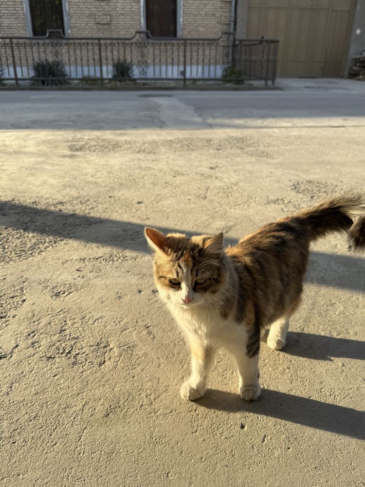 Отдам бесплатно кошечку