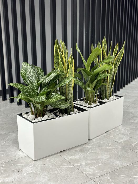 Растения для офиса хона гуллари