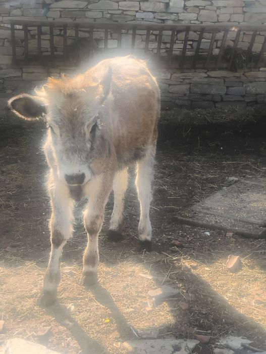 Продавам женско  теле