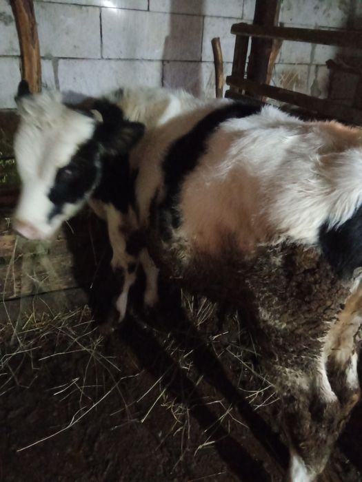 Vând 3 vitei  preț negociabil