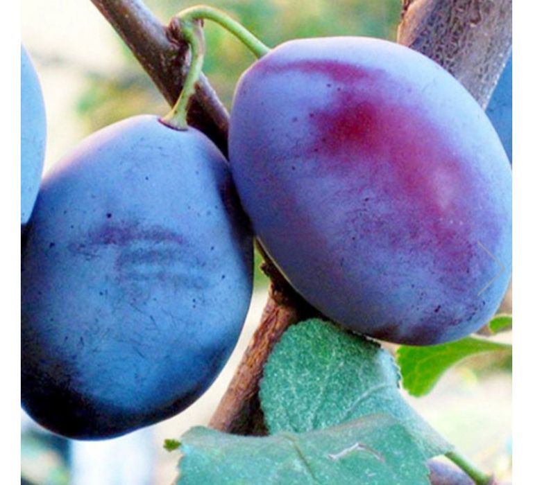 Pomi fructiferi de vanzare