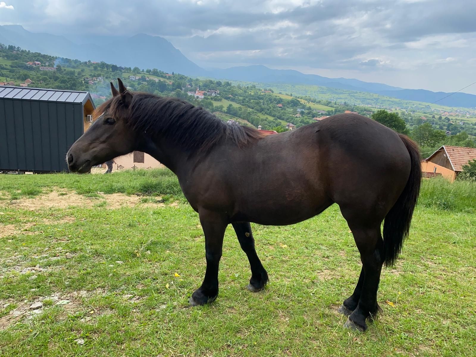 Manza 11 Luni de vânzare