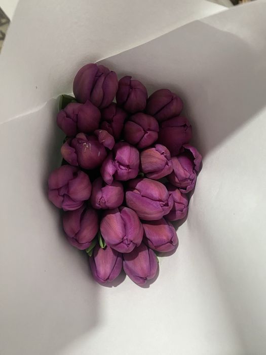 Лола тюлпан пийози