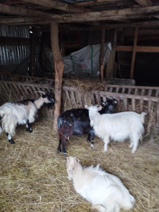 Vand 3 capre, tinere