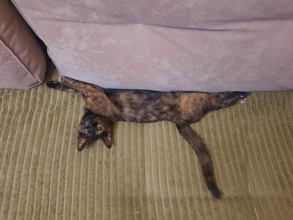 Очень забавную отдам бесплатно