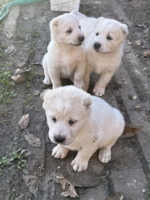 Продавам малки алабайчета