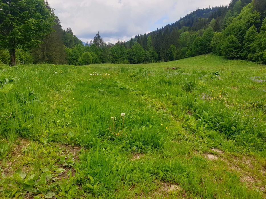 Vând teren Tarcău Neamț