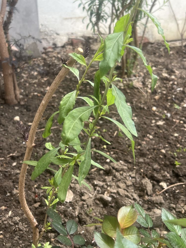 Vand puieti arbusti goji