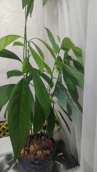 Авокадо растения