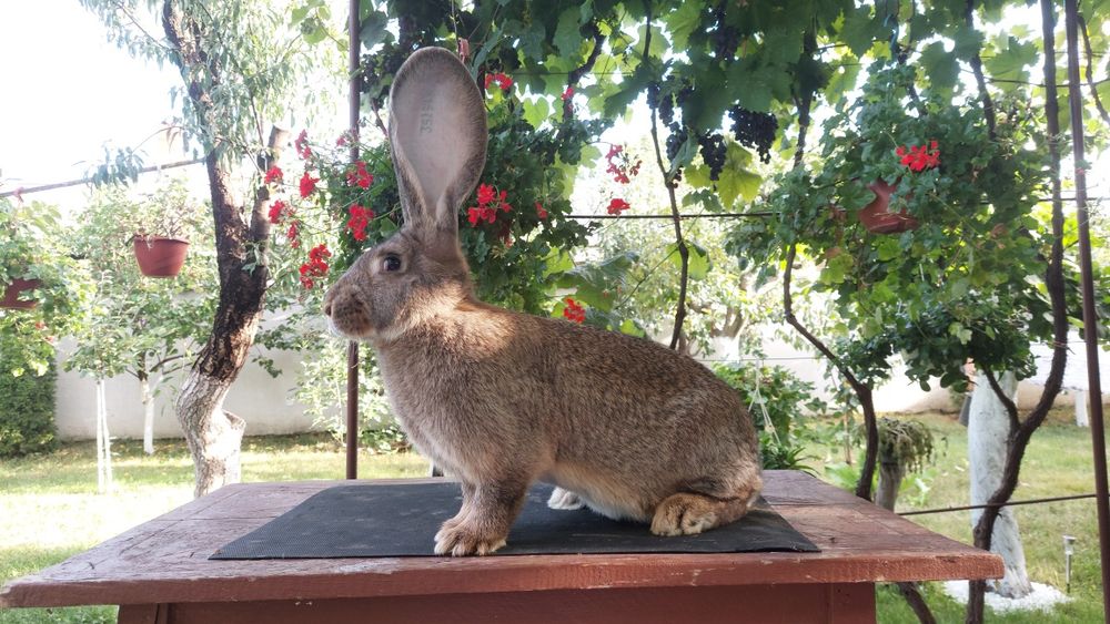 Iepuri uriași germani gri  și albi