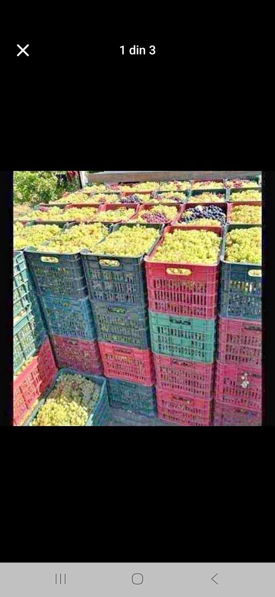 Vindem Struguri de vin transport ori unde in tara !!!