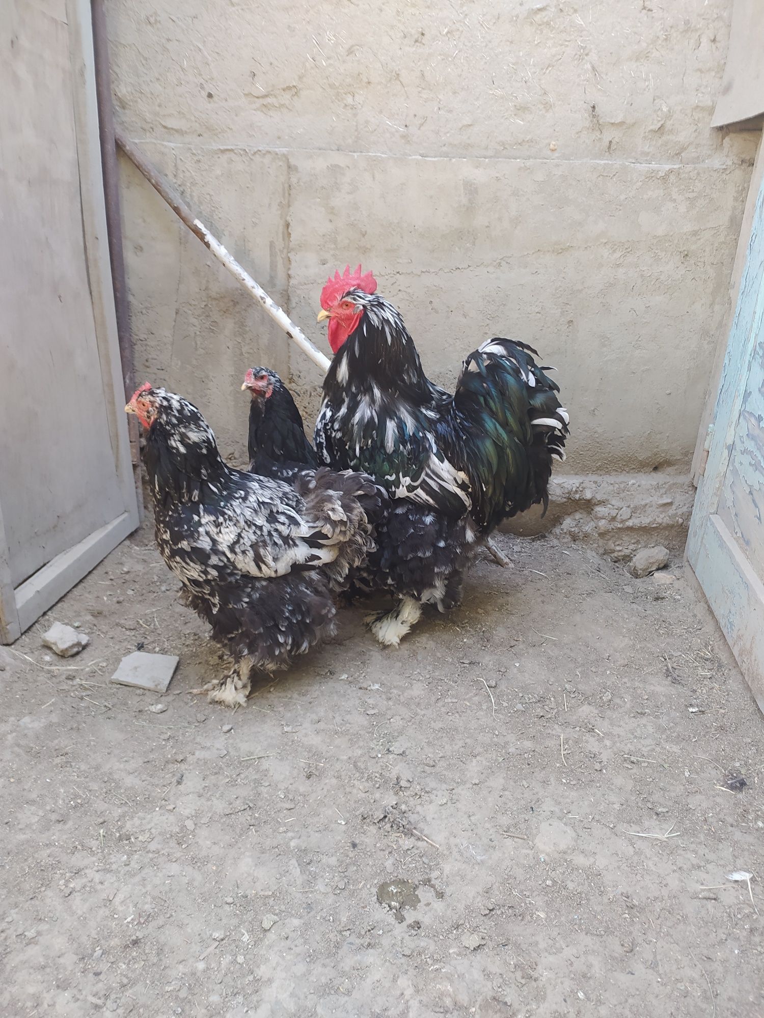 O shamo kulangi va Mramir tovuq tuxumlari