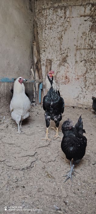 Хурозни хурози кук тухумдан очиб чиккан