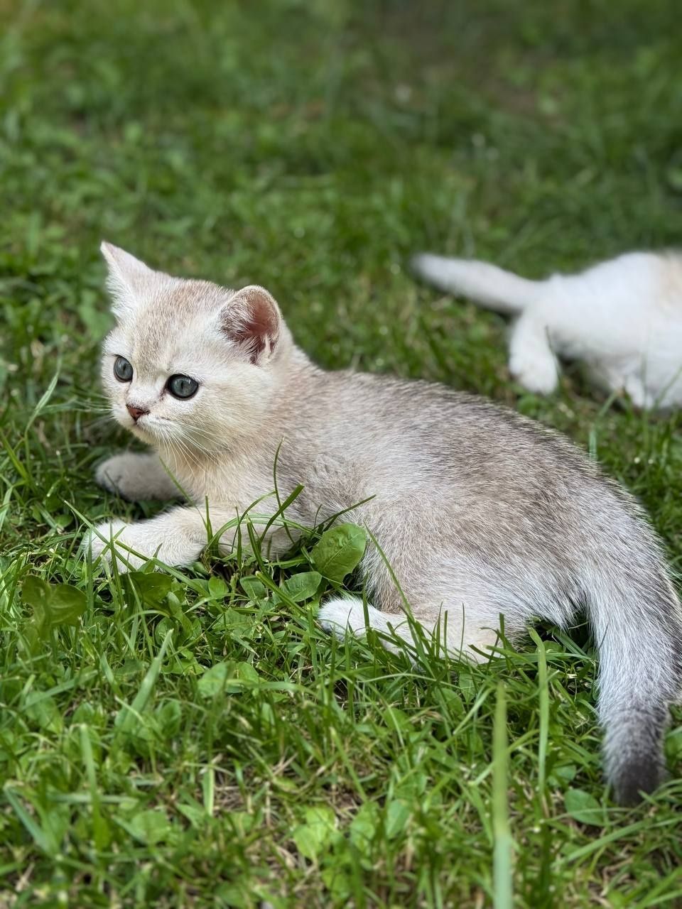 Продаю породистых котят. Фото котят и их родителей закрепил.
