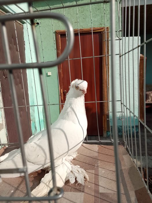 Продам голуби тараз