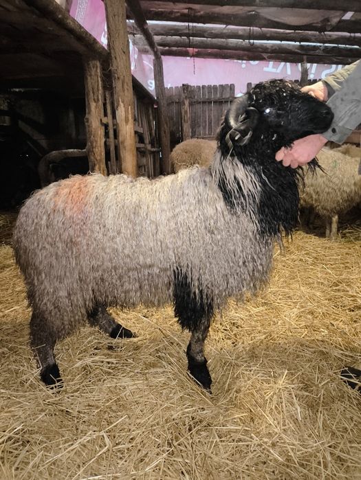 Vând miei Ștefan cel Mare olt