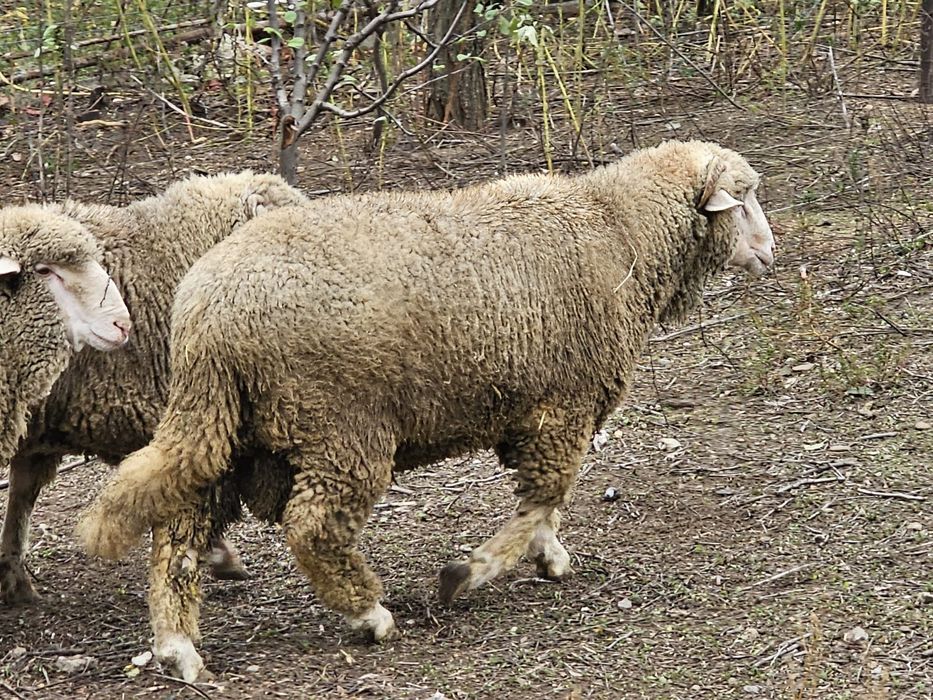 Vand miei/berbecuți