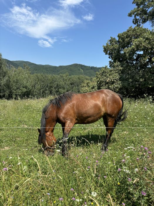 Vand iapa rasa necunoscuta