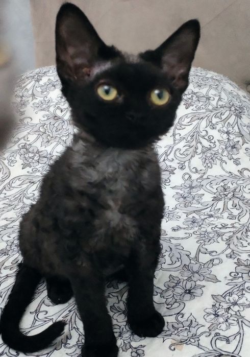 Devon rex pui disponibili