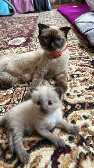 Отдам котят породных сиамские и скоттиш