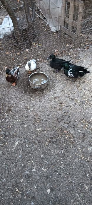 Fazani, rațe, papagali