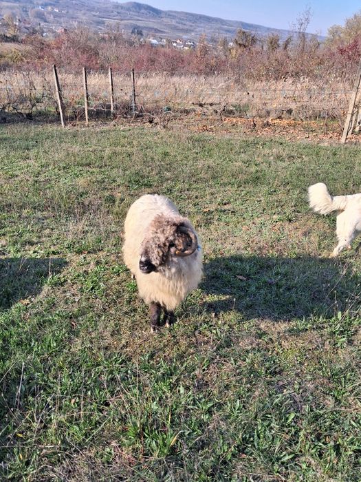 Vând o oaie bucălae