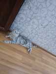 Scottish Fold serebriskiy shinshila, Scottish Fold Straight
