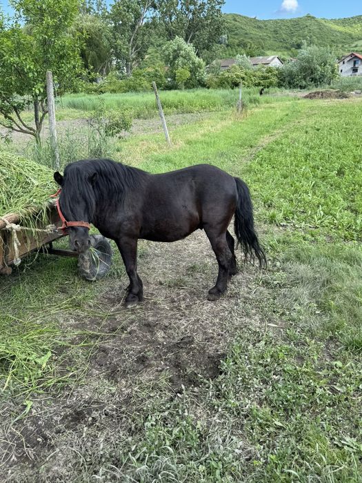 Vând ponei armăsar