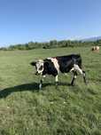 Vând o juninca de 1 an si 2 vițele de 6 luni