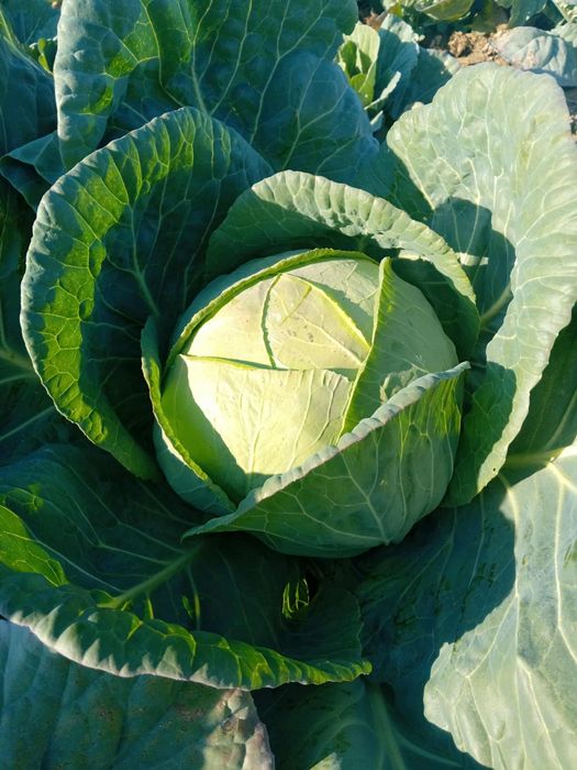 Varza de buzau de vanzare cantitate mare