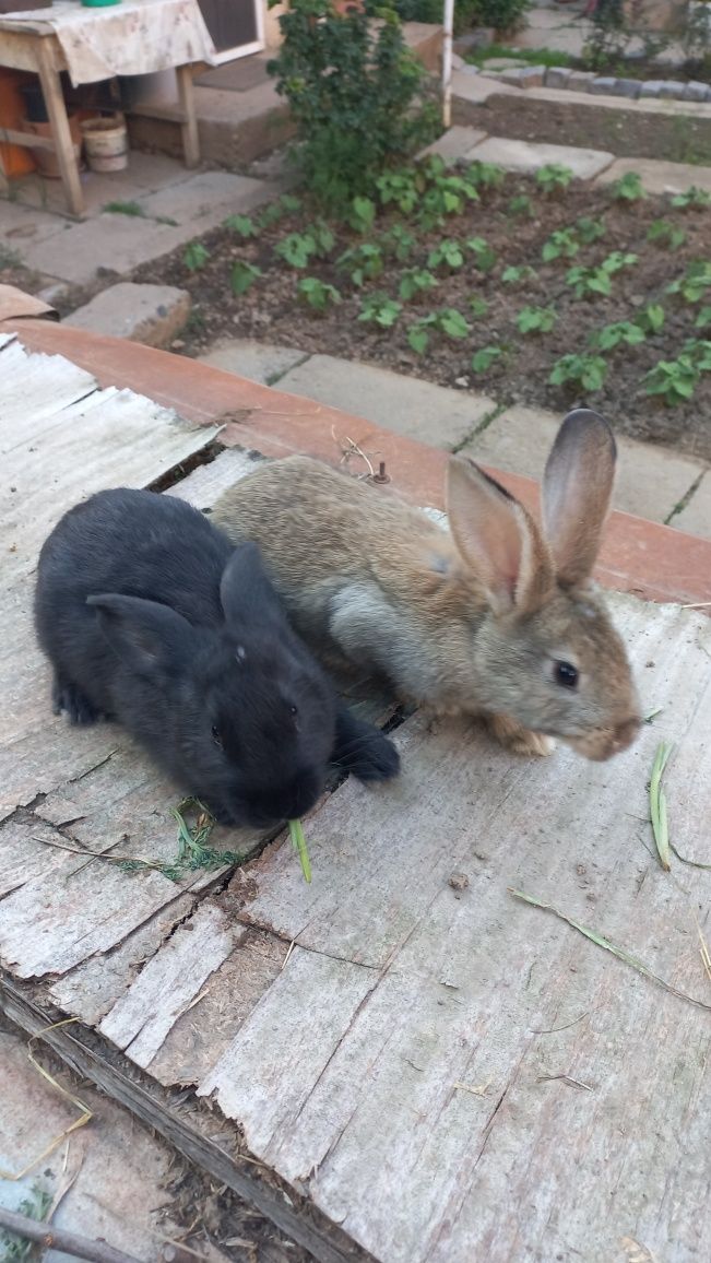 Малки зайчета и женска на 5 месеца