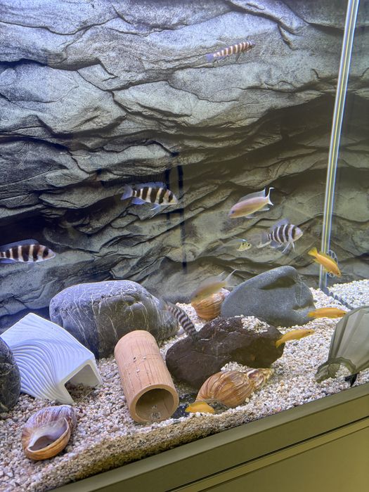 Akvarium 370lt komplekt зур холатда ойнаси 10 лик оптивайт хитой