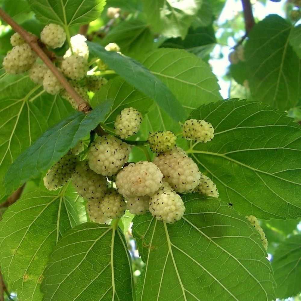 Pomi Fructiferi (Dud Negru Și Dud Alb )