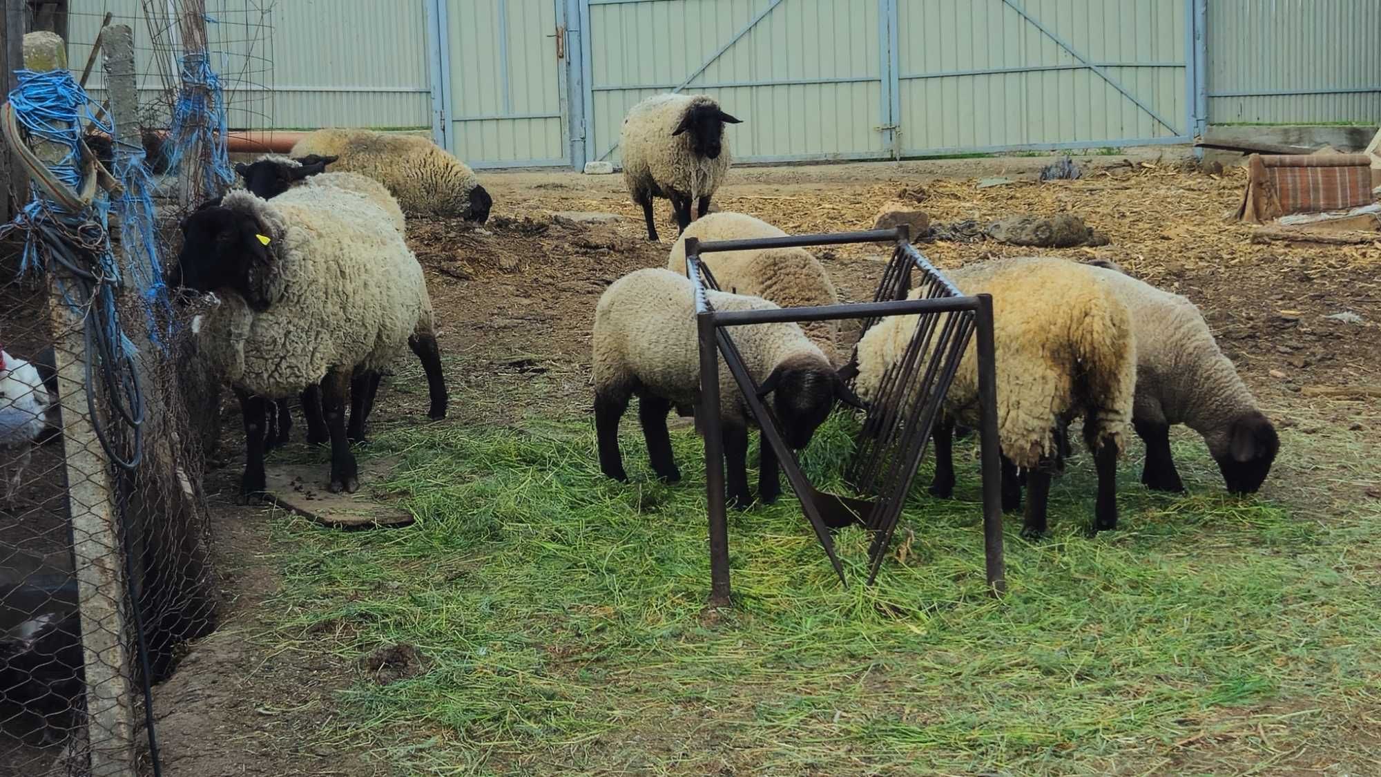 Vand Ovine Suffolk