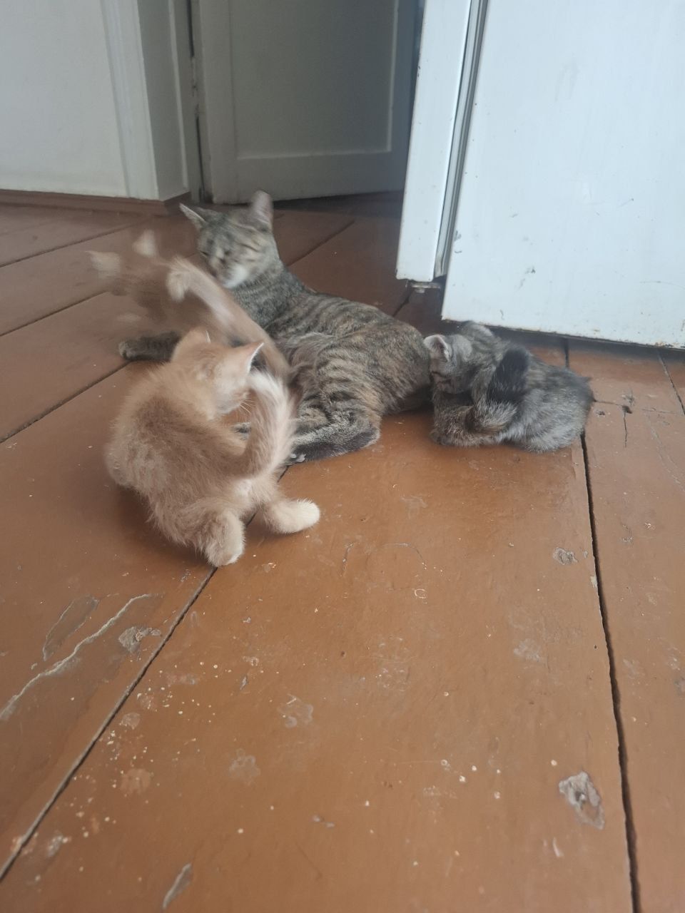 Двухмесячные котята