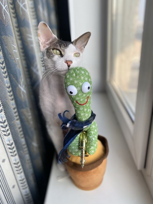Кот корниш рекс ищет любящую семью