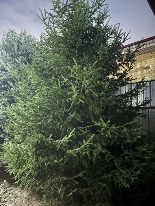 Продам елку, самовывоз