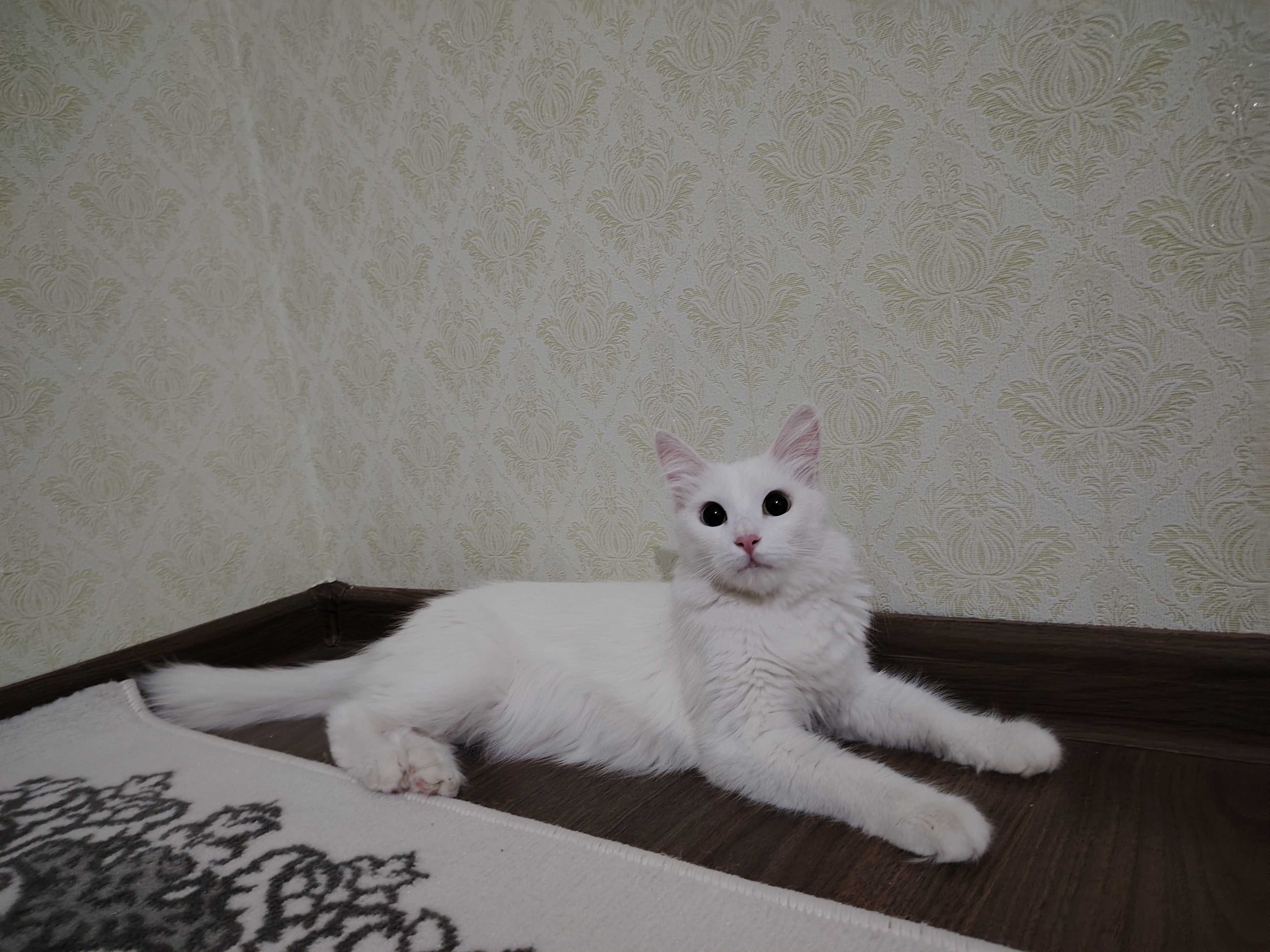 zotdor Mushuk qiz bola