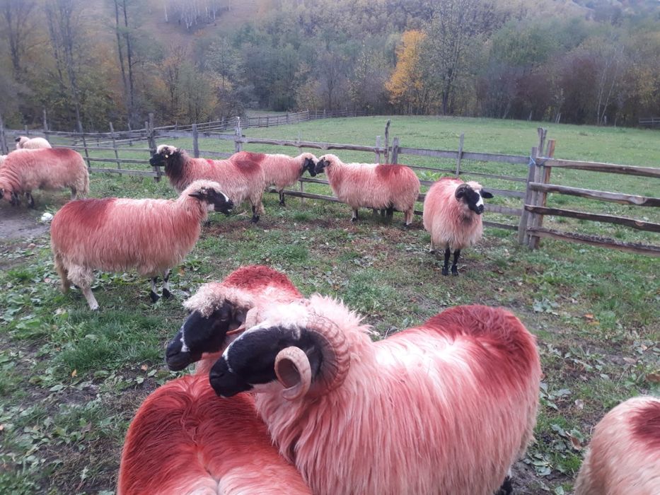 Vînd oi tinere si frumoase