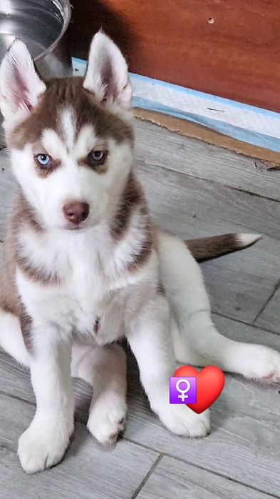 Pui husky siberian