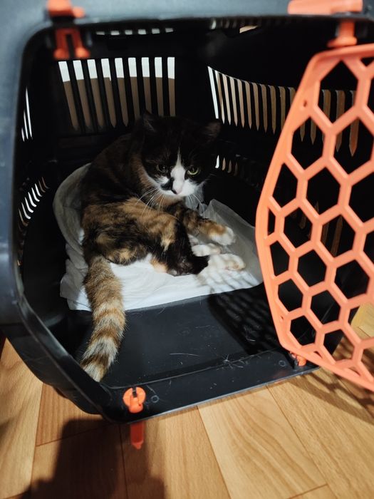 Ищем дом и любящих хозяев для молодой кошечки.