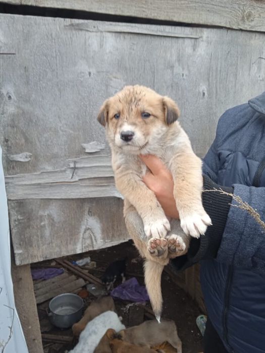 Ищем дом щенкам холодно