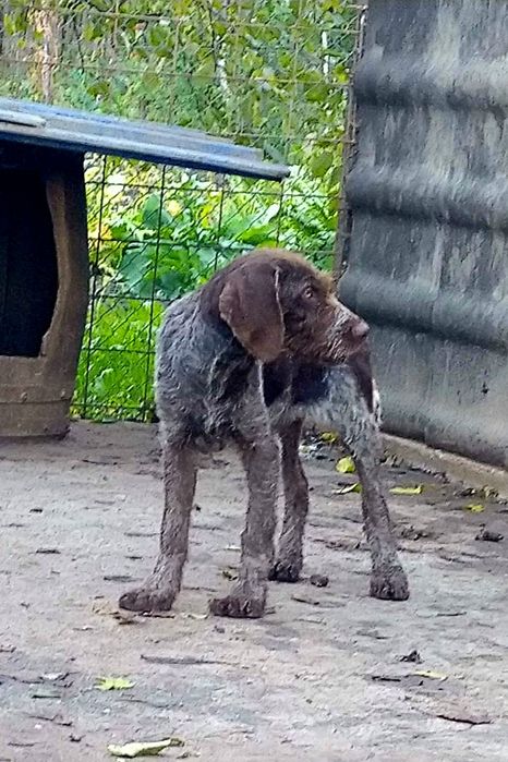 Pui brac german cu păr sârmos