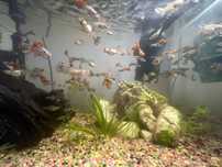 Vand pesti guppy
