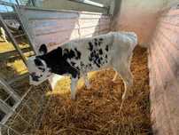Vitel holstein (Bihor)