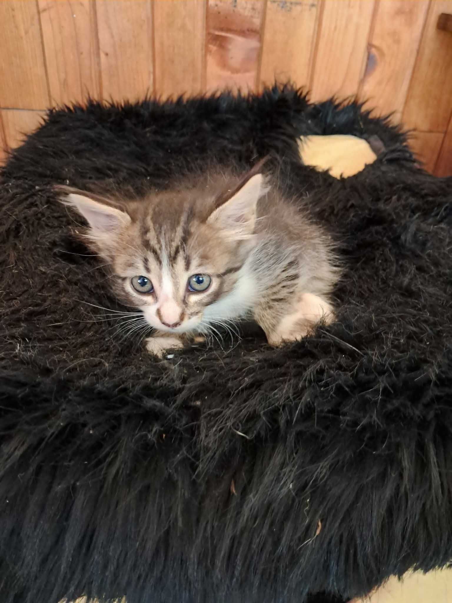 Малки котенца търсят домове